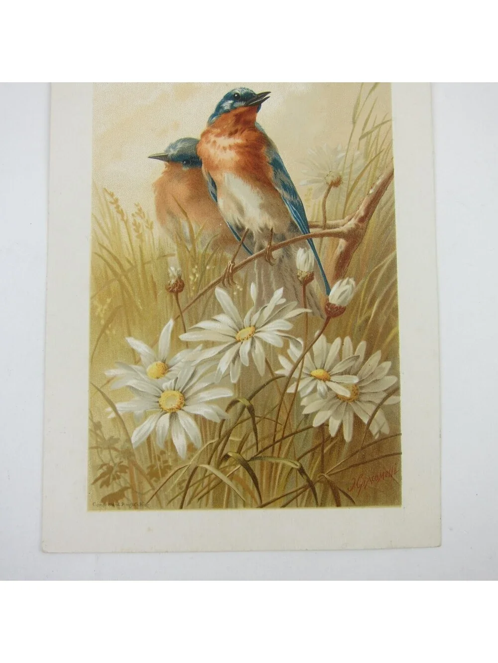 Victorian Greeting Card Congratulations Blue Birds & Daisy Flowers Antique 1884